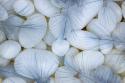 Steller's Jay Feathers