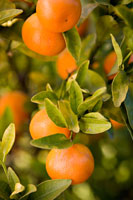OrangesII