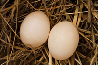 Eggs I