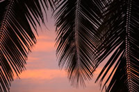 Palms at Sunset