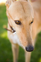 Greyhound