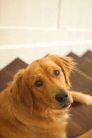 Goldie I