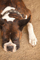 Boxer