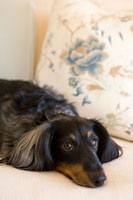 Dachshund