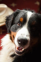 Ranch Dog