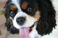 King Charles Spaniel