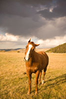 Out in the Pasture I