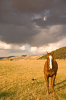 Out in the Pasture II