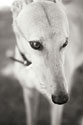 Greyhound Black and White