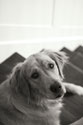 Goldie I Black and White