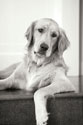 Goldie II Black and White