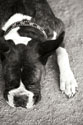 Boxer Black and White