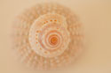 Ocean Treasures XI