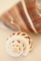 Shell by Shell III
