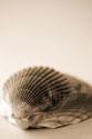 Shell Symmetry I