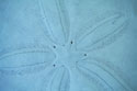 Sand Dollar I