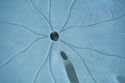 Sand Dollar II