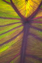 Sun in the Leaves I