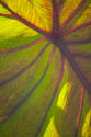 Sun in the Leaves II