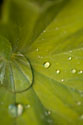 Tropical Leaves I