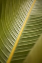 Tropical Leaves II