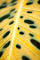 Tropical Leaves III