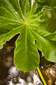 Tropical Leaves IV