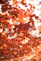 In the Trees I