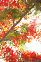 In the Trees II
