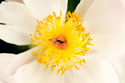 In Full Bloom IV
