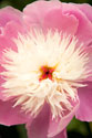 Pink & White Peony I
