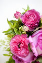 Pink & Lime I