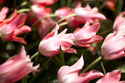 Leaning Tulips