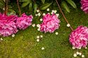 Garden Peonies I