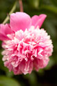 Pink Peony I