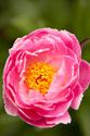 Pink Peony II