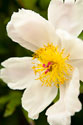 Peony Japonica I