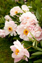 Peony Japonica II