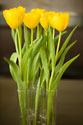 Yellow Tulips