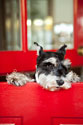 A Dog's Life I