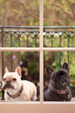 A Dog's Life II
