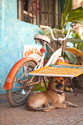 A Dog's Life IV
