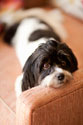 A Dog's Life V