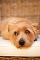 A Dog's Life VI