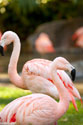 Flamingos II