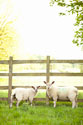 Pasture Sheep I