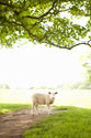 Pasture Sheep III
