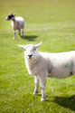 Pasture Sheep IV