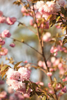 Spring Blossoms V