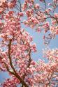 In Bloom V